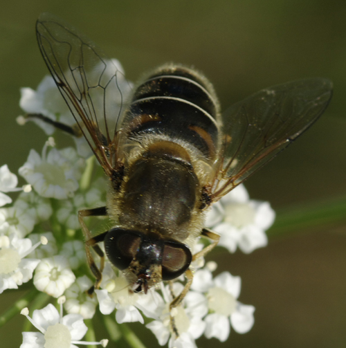 Eristalis sp?